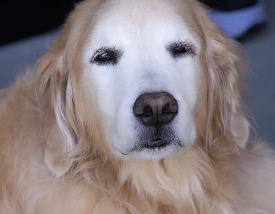 A calm golden retriever looking gently toward the camera outdoors