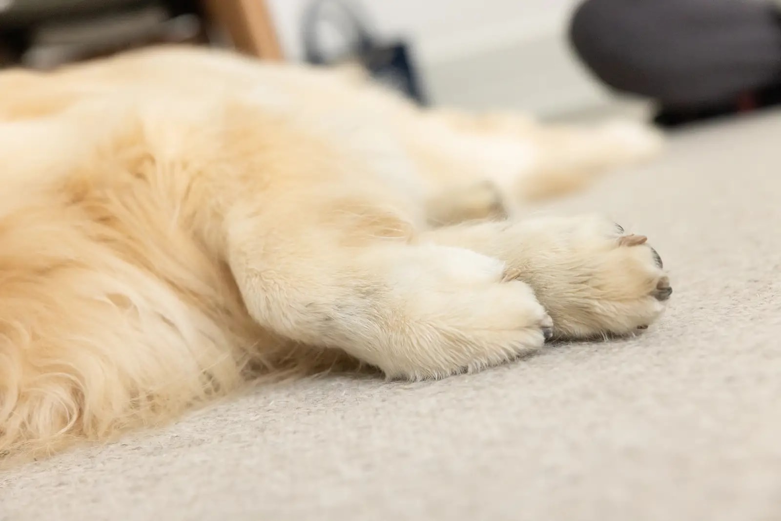 A golden retriever's paws resting peacefully while lying down at home