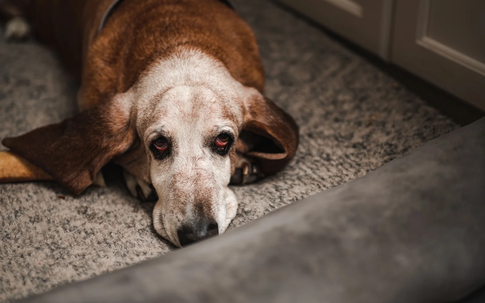 A senior dog resting peacefully on the carpet indoors