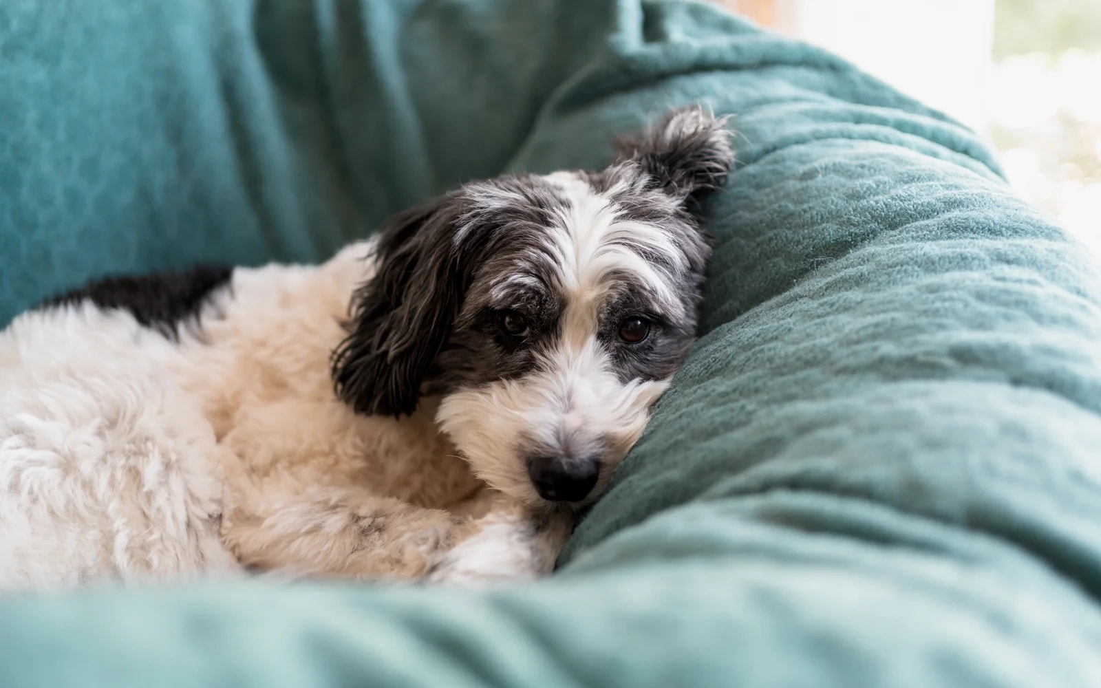A sweet black and white dog resting quietly on a comfortable teal pillow