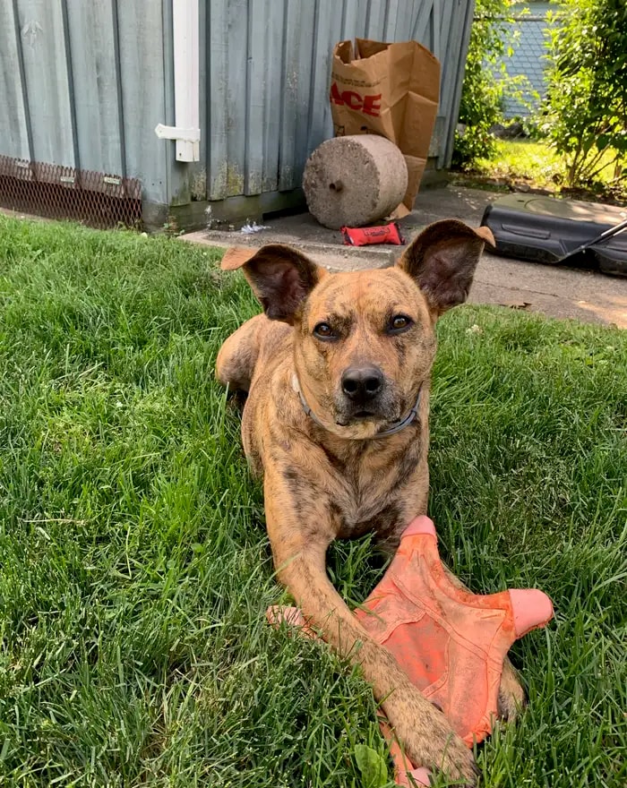 A beloved senior pet at home