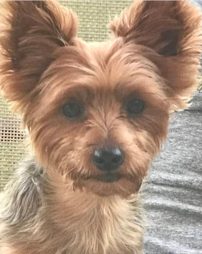 A beloved senior pet at home