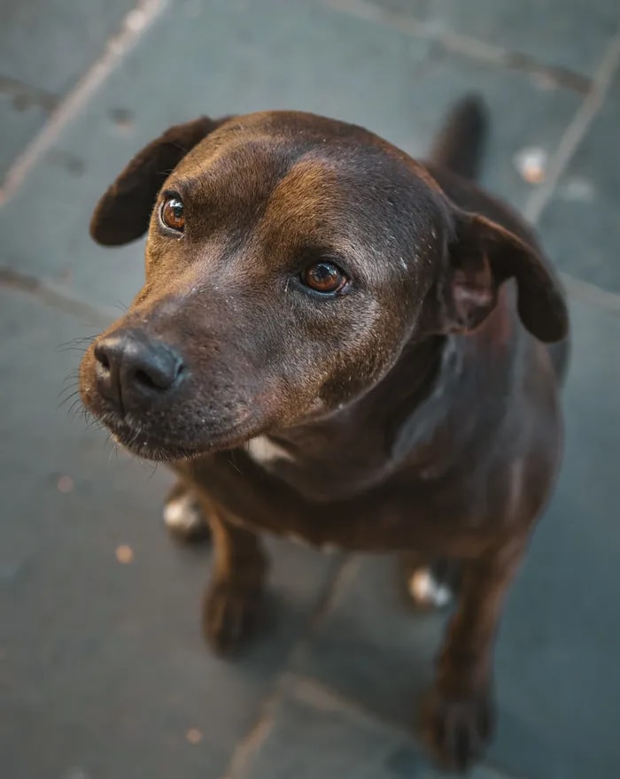 A family sitting quietly with their senior dog