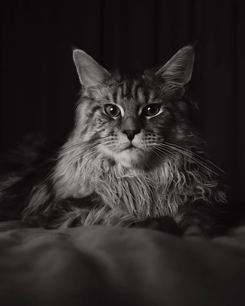 A senior cat eating from a raised bowl