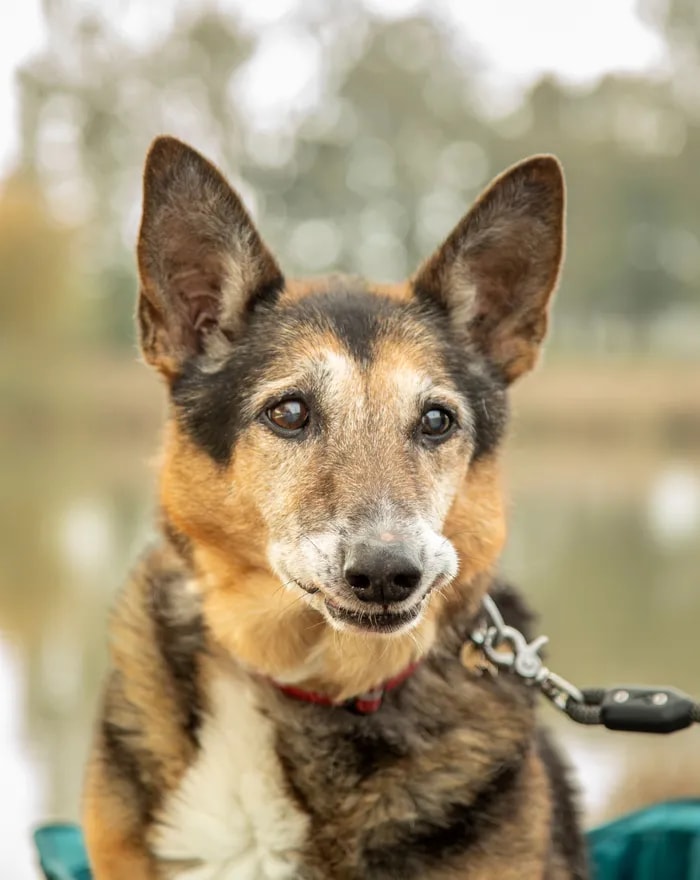 A senior dog on a soft bed at home