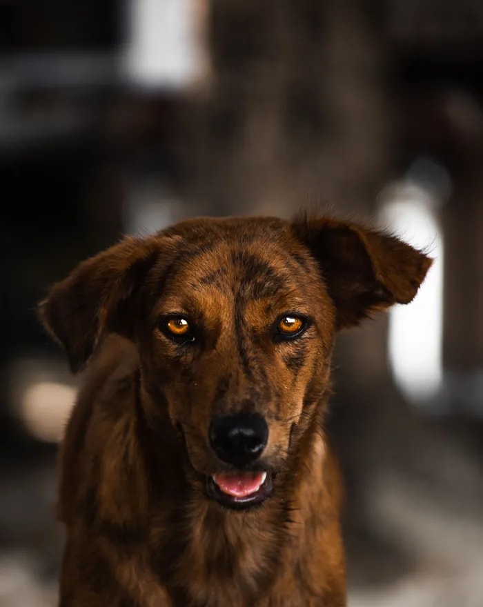 A senior dog resting comfortably at home