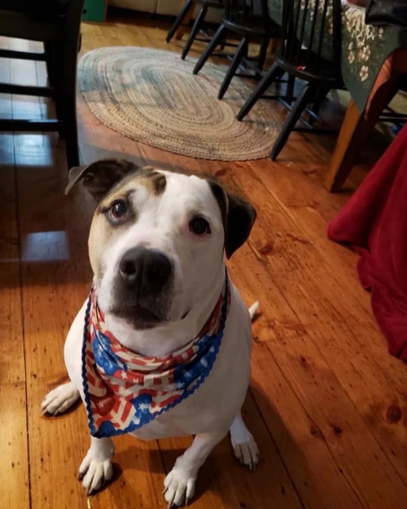 A beloved senior pet at home