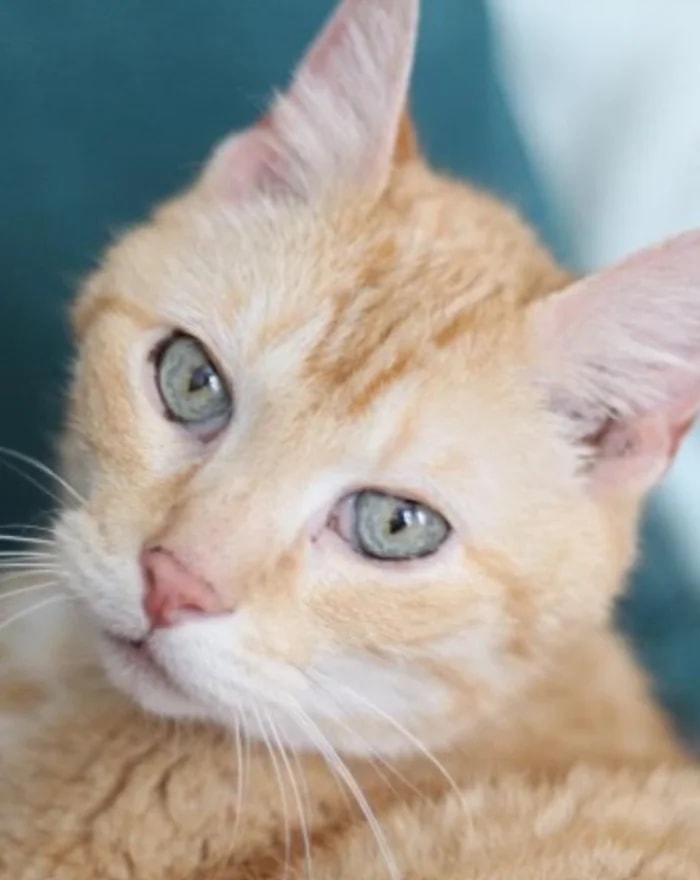 A beloved senior pet at home