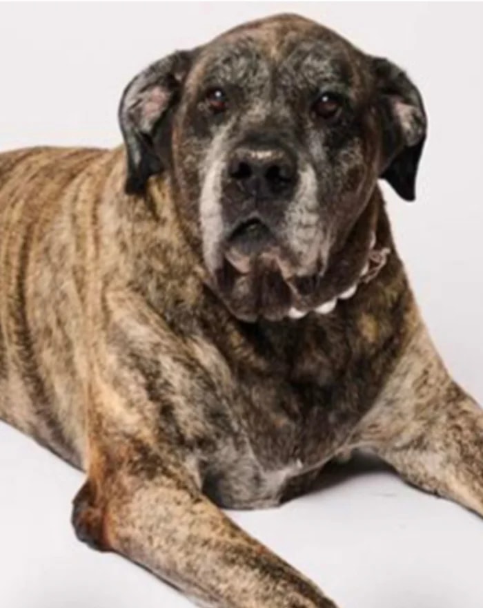 A beloved senior pet at home