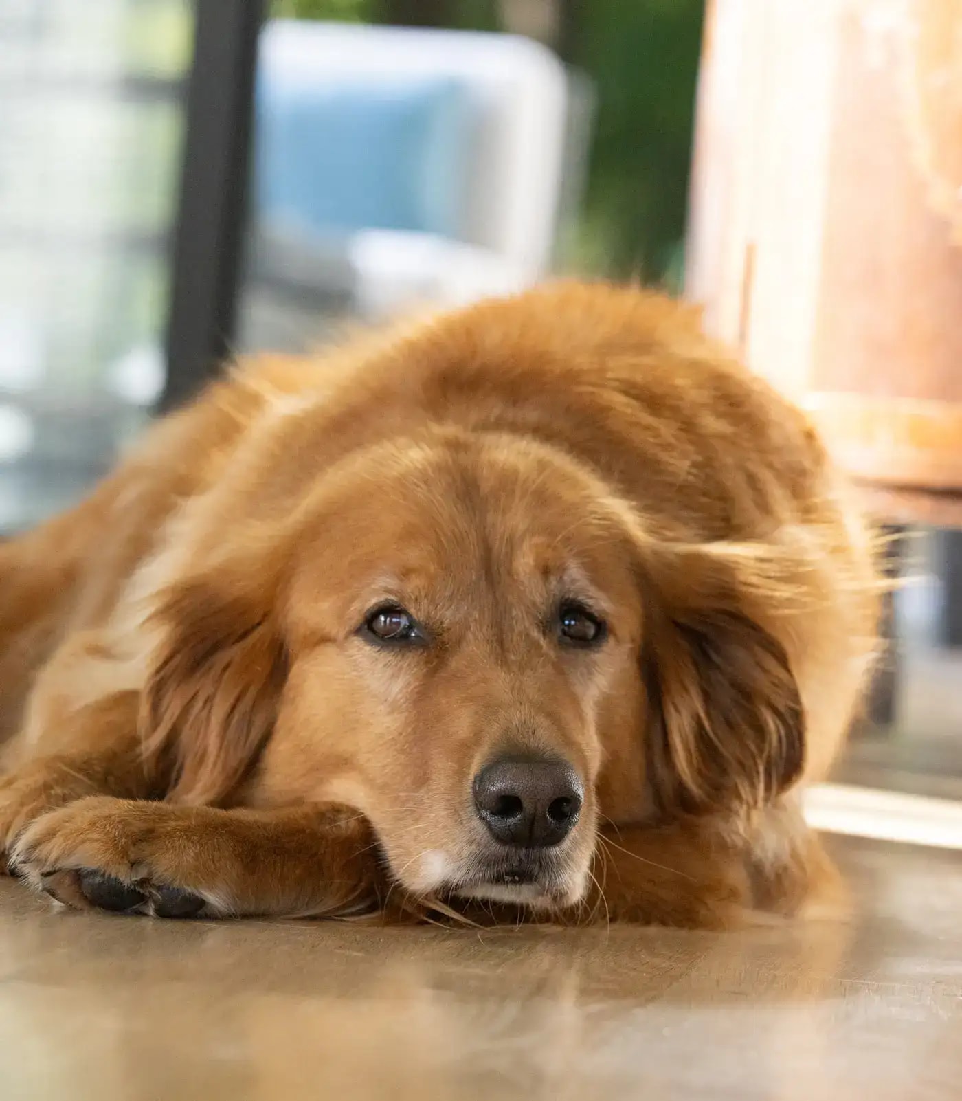 An elderly golden retriever resting peacefully on the floor indoors, exuding warmth and calm