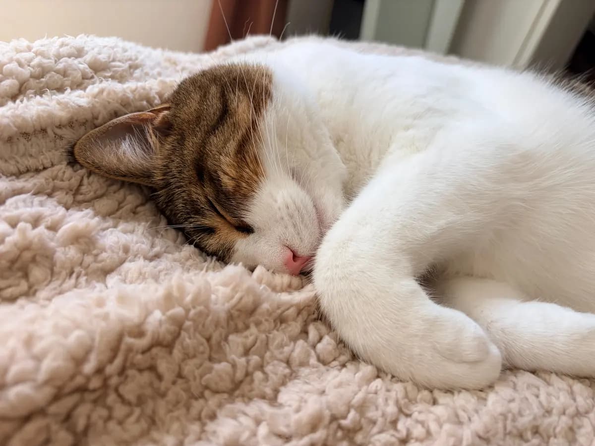 A veterinarian gently caring for a senior cat in a familiar home setting