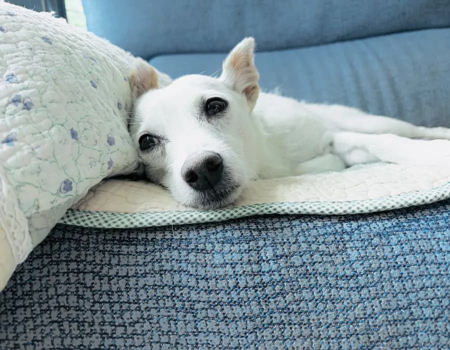A senior dog resting peacefully at home during a veterinary visit