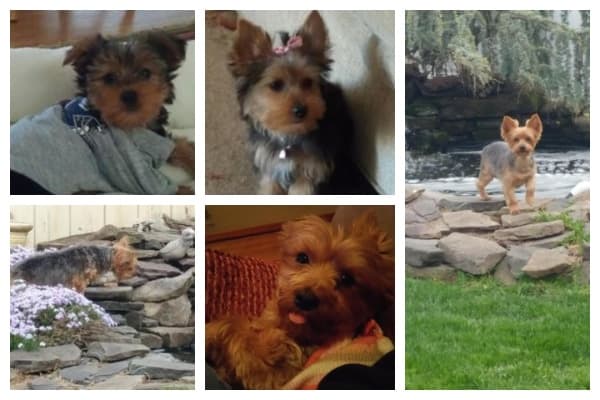 Chloe, a beloved family dog of fourteen years