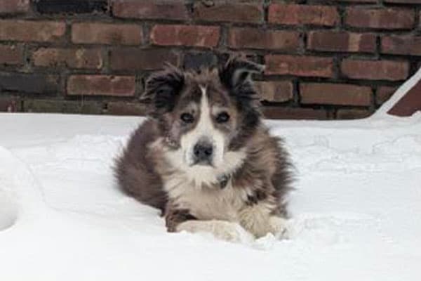 Rusty, a rescue dog who gave his family fourteen years of love