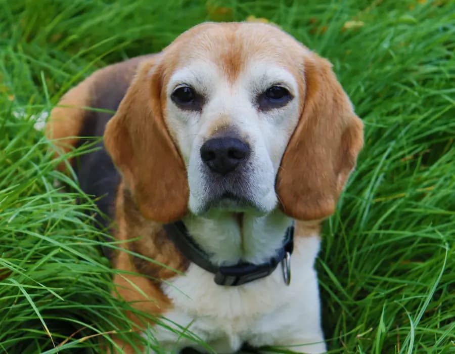 A gentle beagle resting calmly in soft green grass