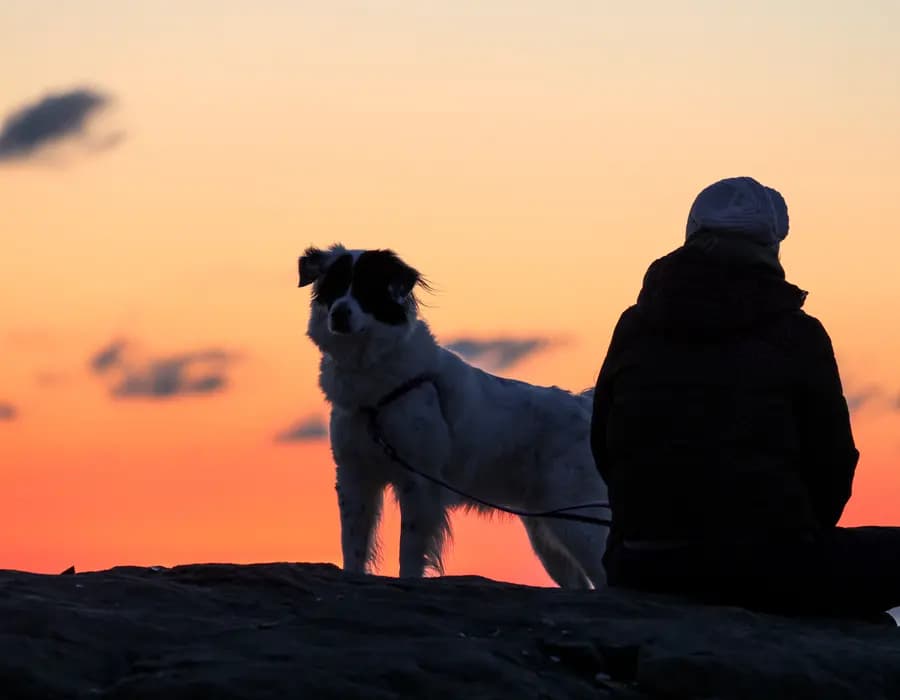 A person and their dog together at sunset, silhouetted against a warm sky