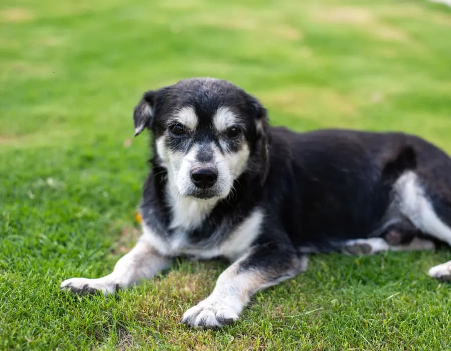 A happy senior dog resting contentedly in a green park
