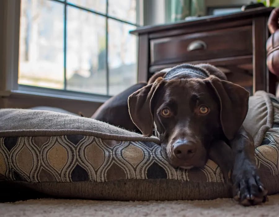 A chocolate Labrador resting comfortably on a cushion by a sunlit window