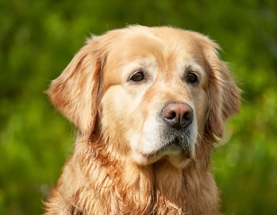A calm golden retriever looking gently toward the camera outdoors