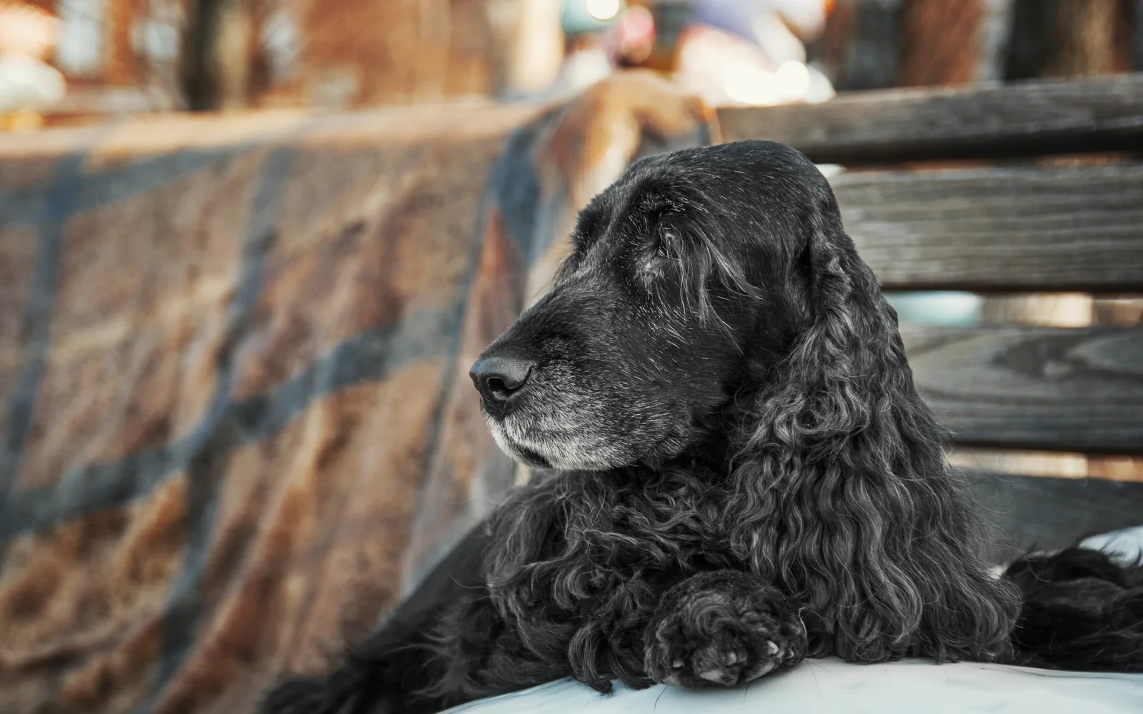 A senior black cocker spaniel resting quietly outdoors