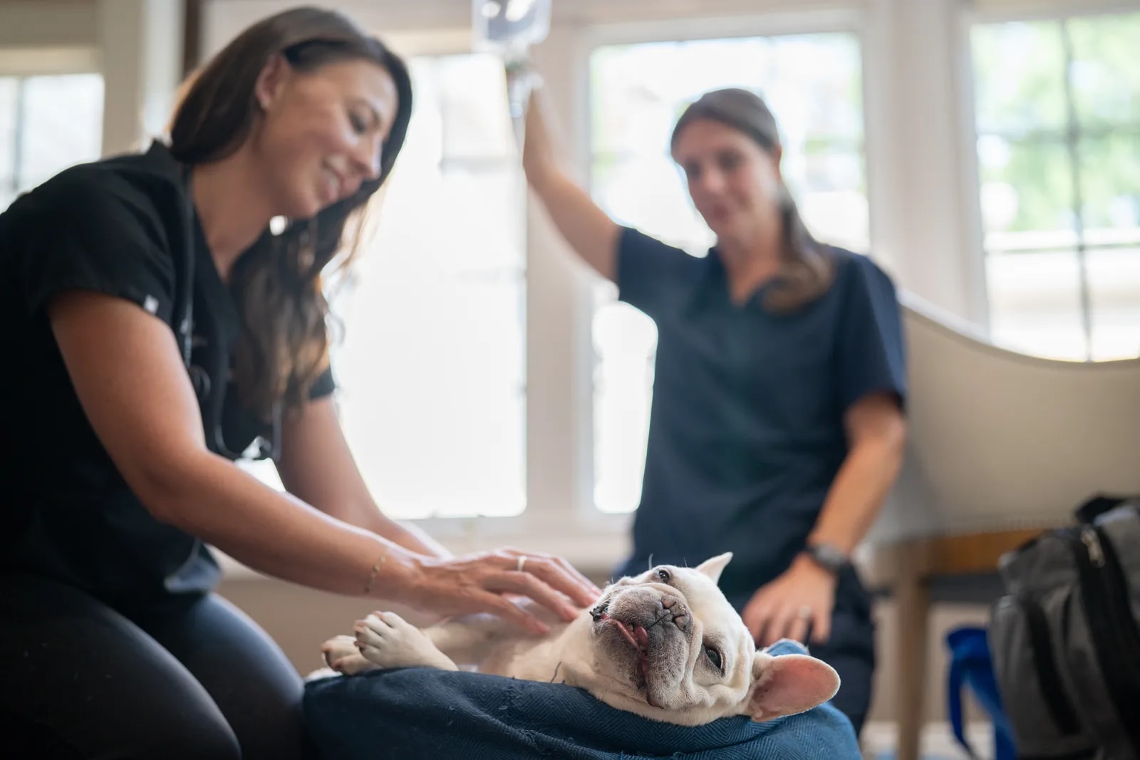 Two veterinary staff members gently attending to a French Bulldog resting on their laps during an in-home visit