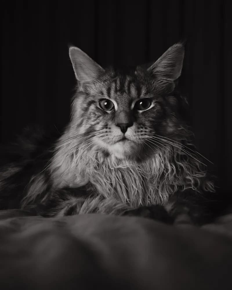 Fluffy, a Maine Coon cat, gazing calmly toward the camera